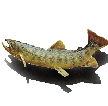 bfish.gif (4579 bytes)